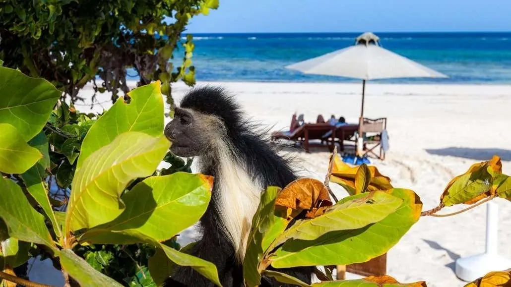 Colobus Monkey Trust